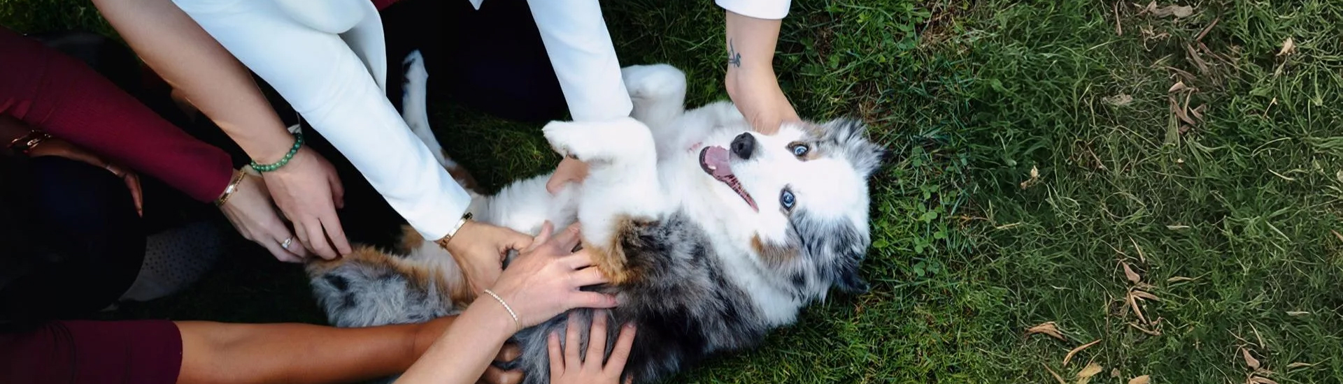 Customized Dental Solutions For All